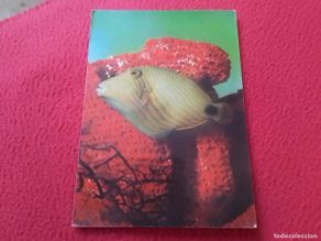 Postales: POSTAL CARTOLINA POST CARD CARTE POSTALE POISSON PECES PEZ PESCADO FISH EN EL AGUA..POSTKARTE FISCH.